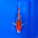 34CM # GOSHIKI - M