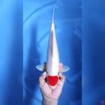 35CM # TANCHO ORIGINAL - M