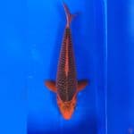 35CM # AKA MATSUBA SUPER - M