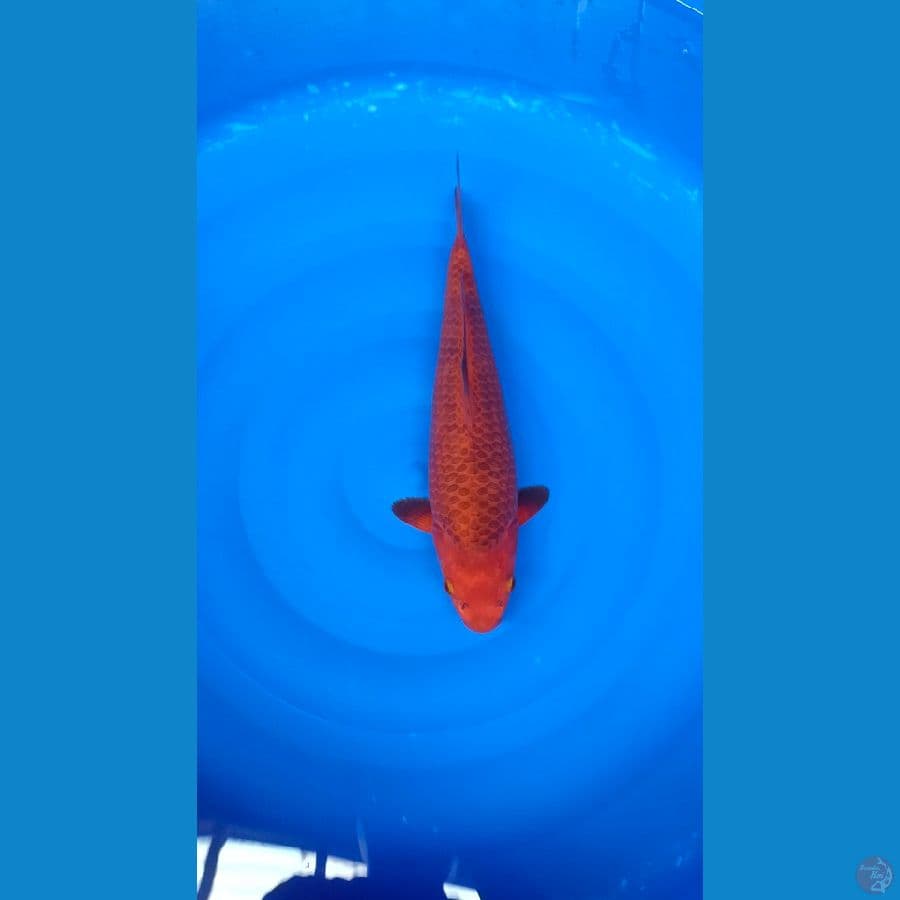 Karamel ring joosss male 35cm baby face ready show 