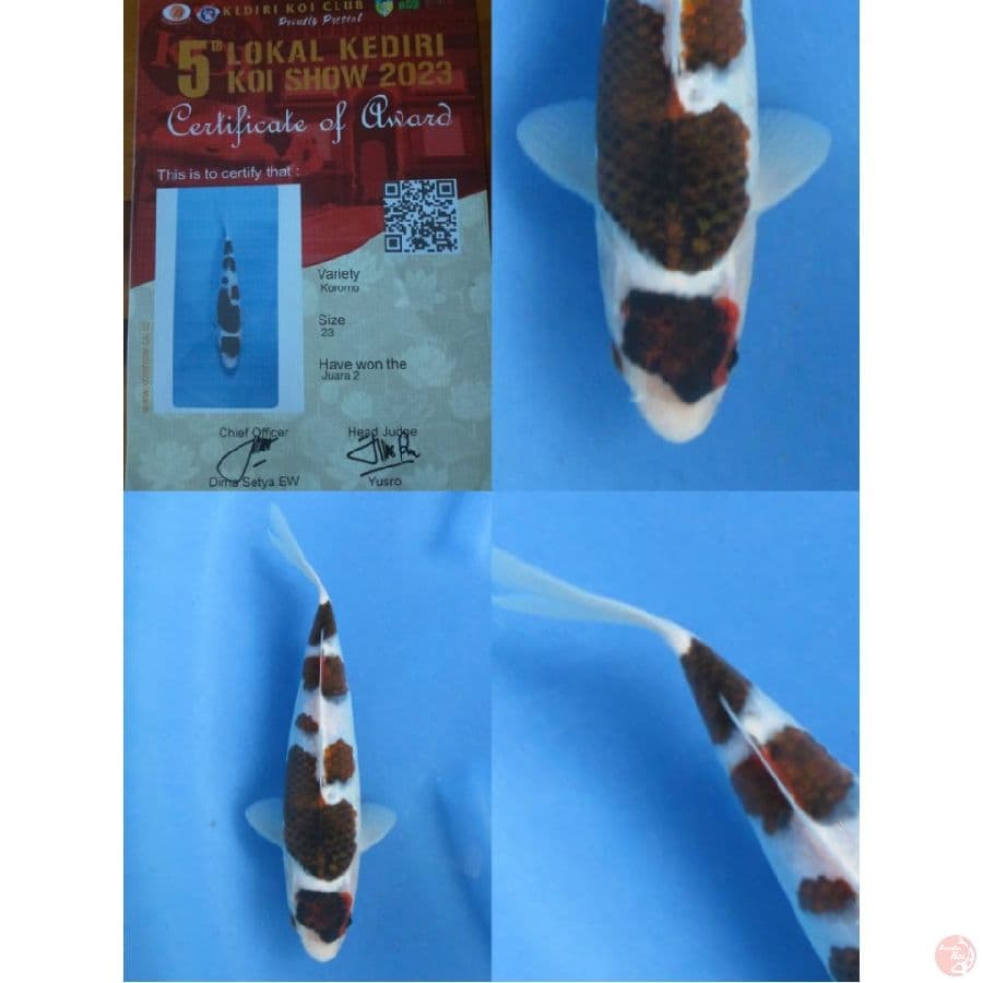 Juara 2 , 23cm, koromo
