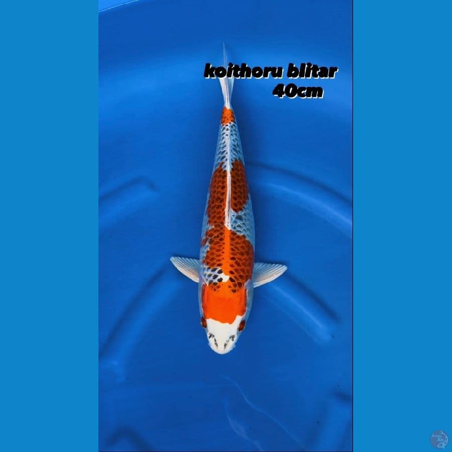 Kujaku 40cm