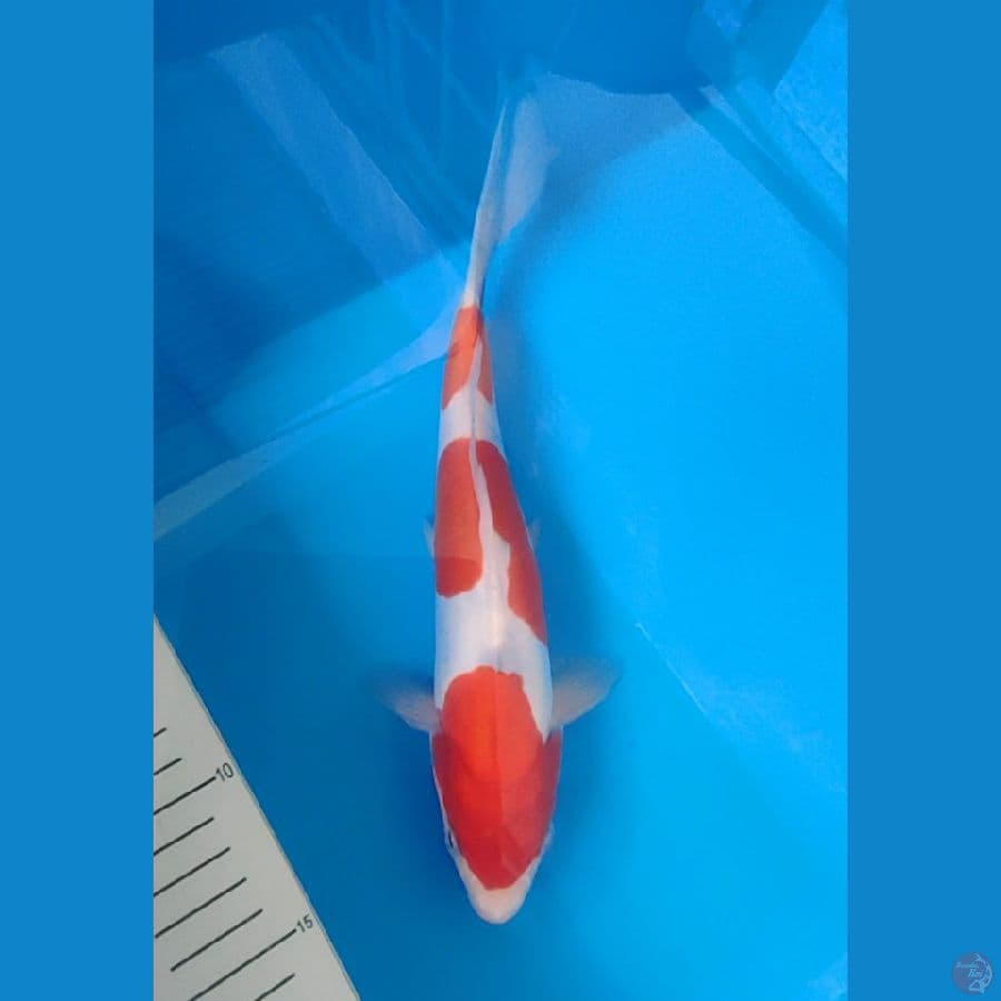kohaku doitsu murni 22 cm