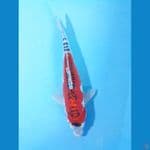 35cm kiko