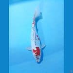 kiko 36cm 
