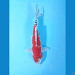 34cm kiko