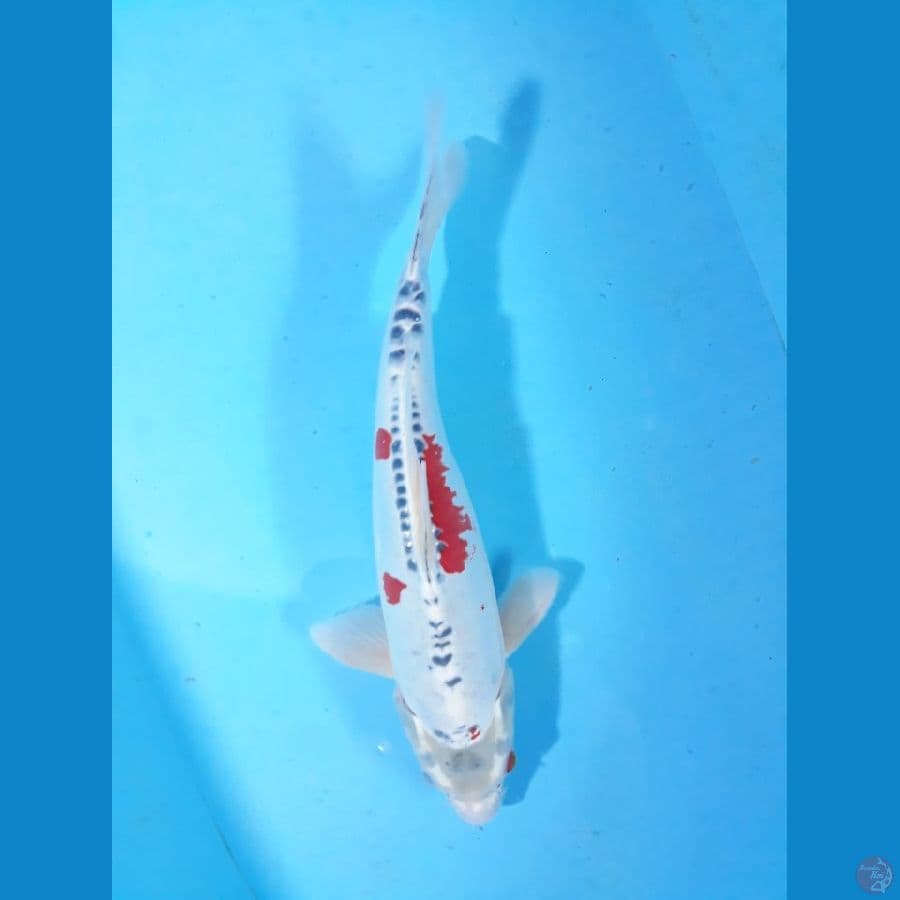 37cm kiko