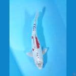 37cm kiko