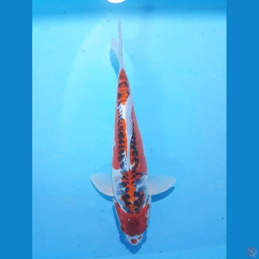 33cm
