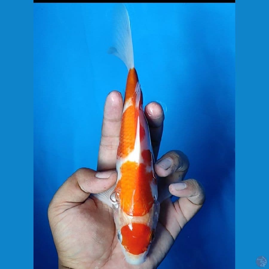 #MARUTEN KOHAKU CUTRING #SIZE 25 CM 
