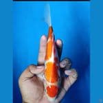 #MARUTEN KOHAKU CUTRING #SIZE 25 CM 