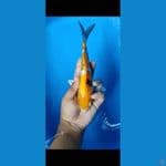 #KIN SHOWA HIKARY #SIZE 24 cm 