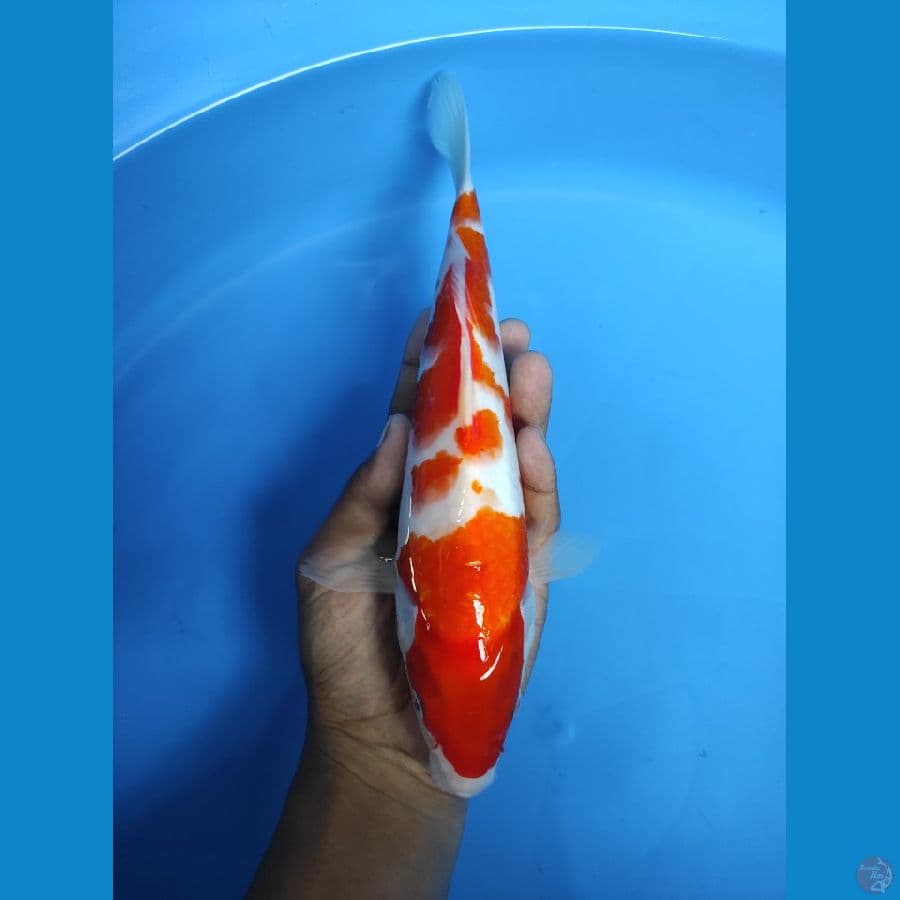 KOHAKU GOOD SKIN 26CM