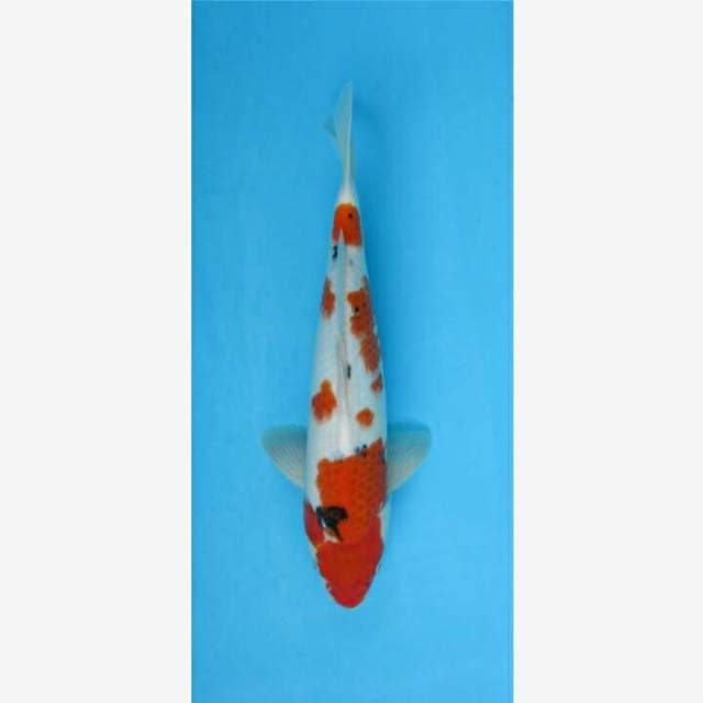 CENDRAWASIH KOI SHOP