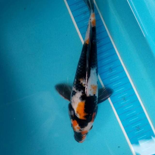 Showa 28 cm