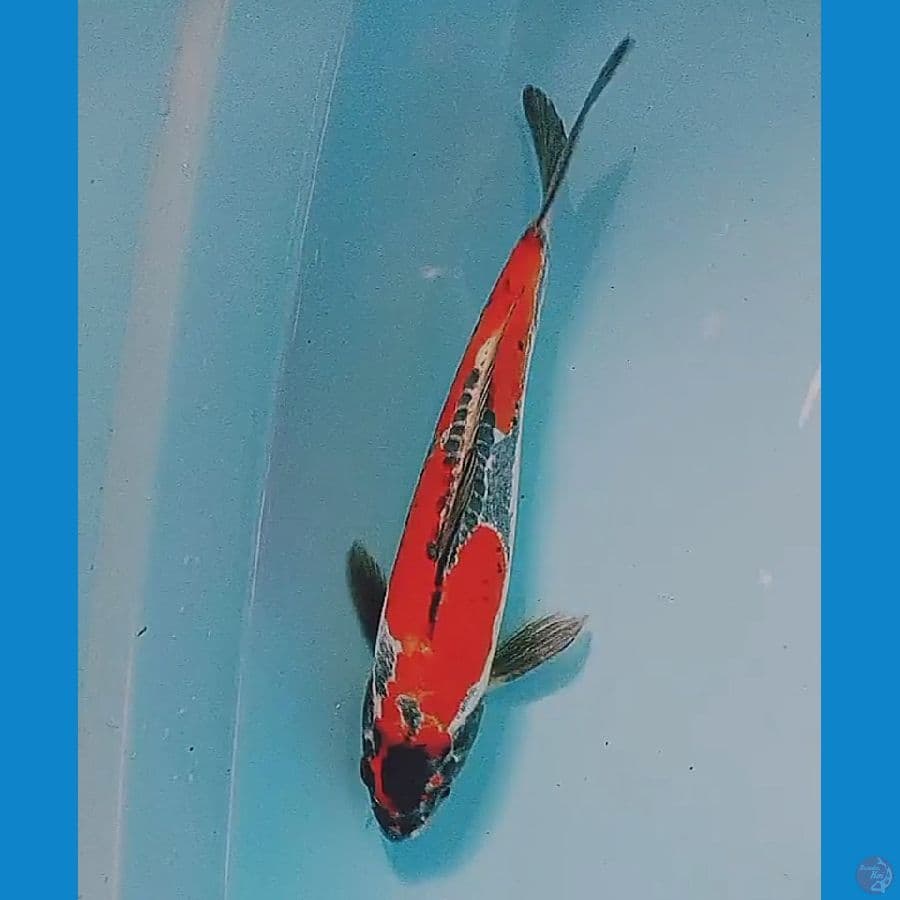 28 cm beni kikokuryu