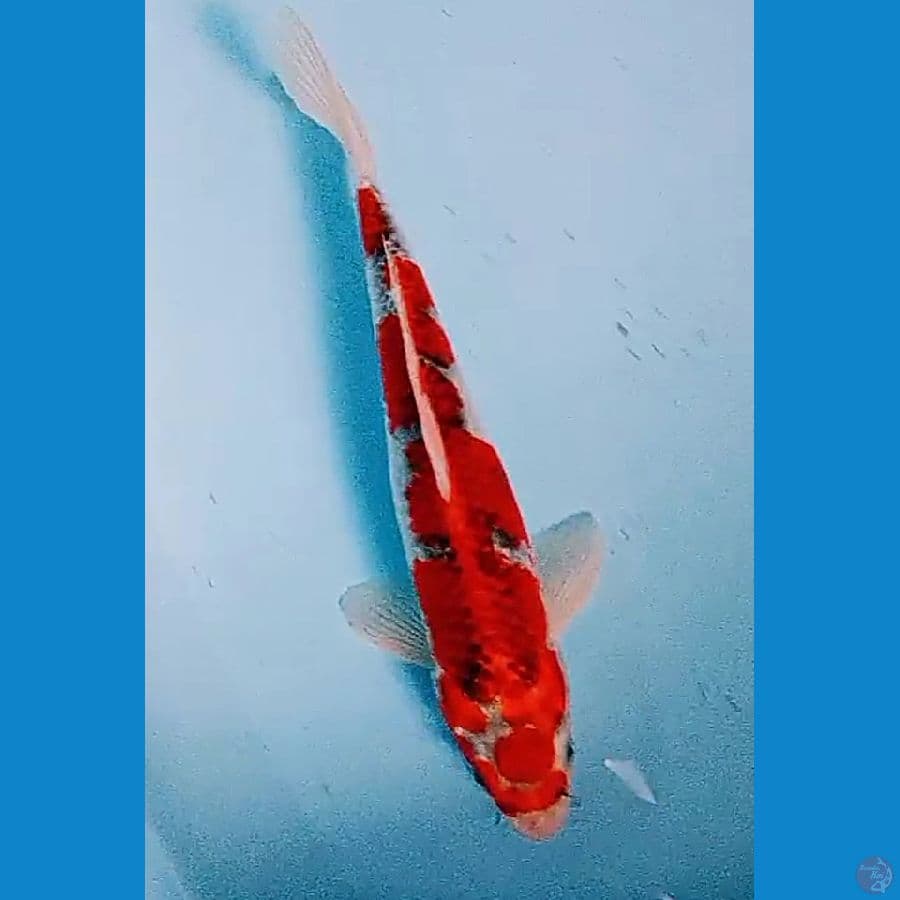 30 cm super red maruten beni gingga
