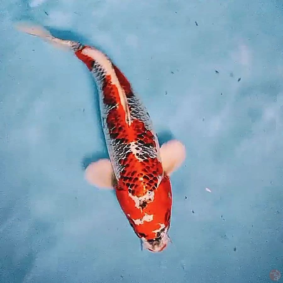 33 cm kujaku metalik