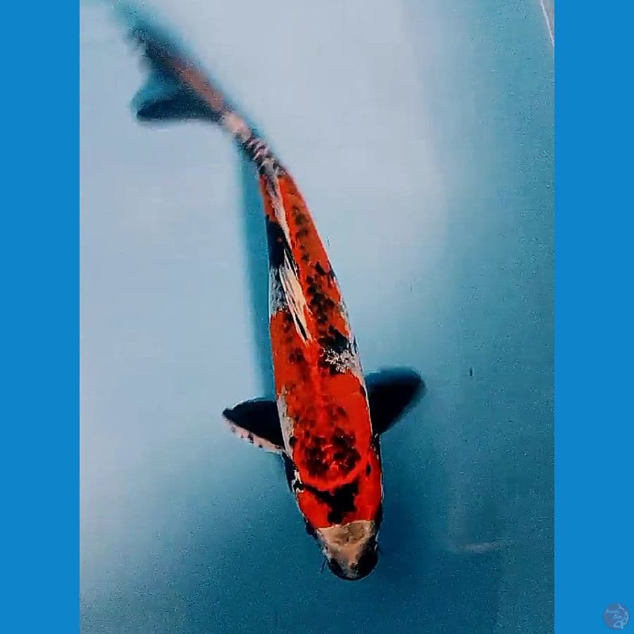 28 cm antikan kage