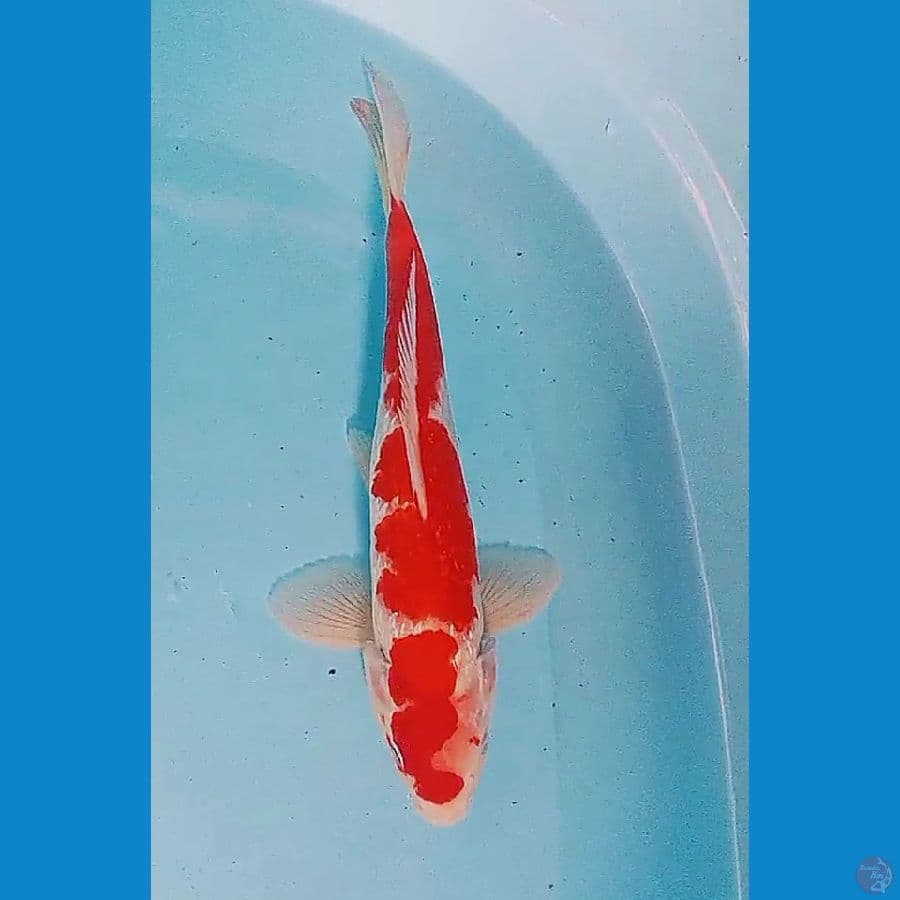 32 cm strong kohaku ginrin