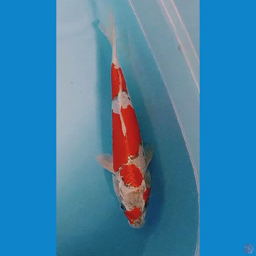 29 cm strong kujaku