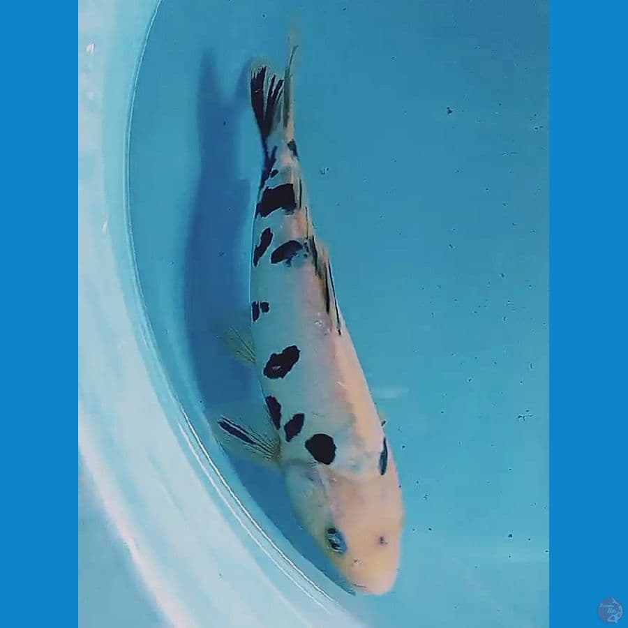 25 cm doitsu bekko