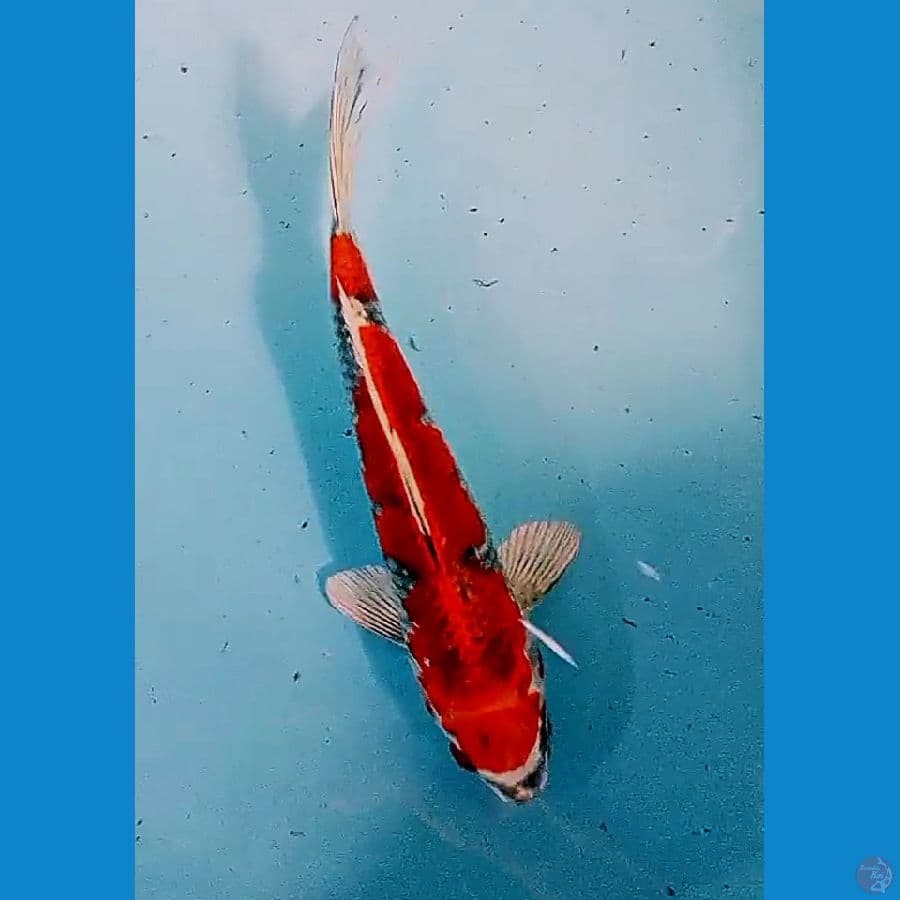 25cm beni gingga joz