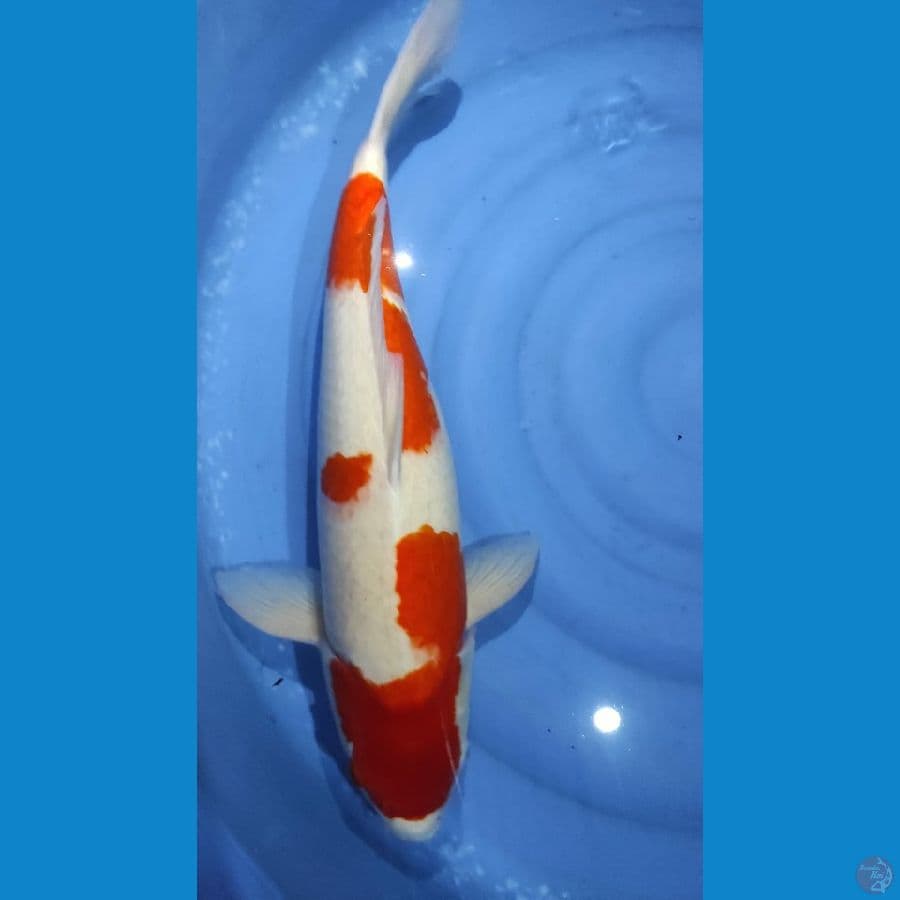58cm induk super kohaku