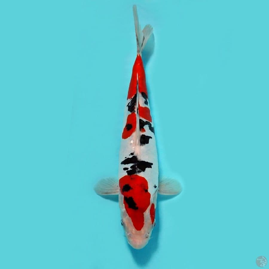 Taiso sanke doitsu -+27 cm originaal