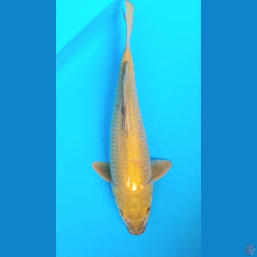 midori 35 male