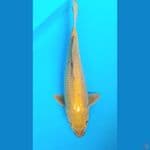 midori 35 male