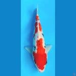 showa 30 male