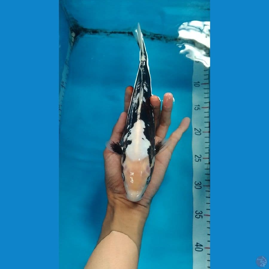 kumonryu 28cm