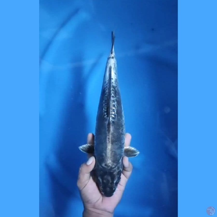 ( 33CM ) KAWARIMONO - FEMALE 