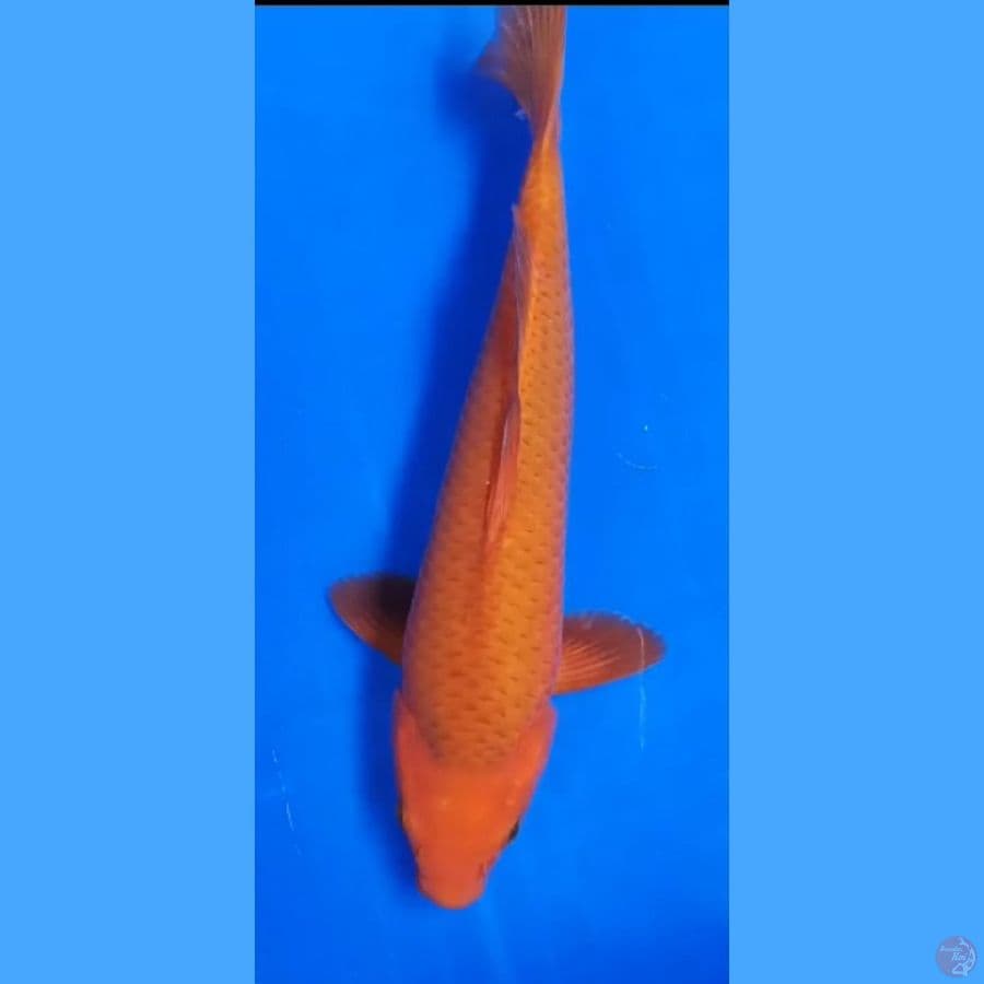 ( 29CM ) CARAMEL - MALE
