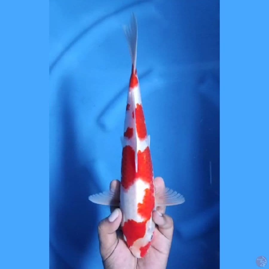 ( 30CM ) KOHAKU - MALE
