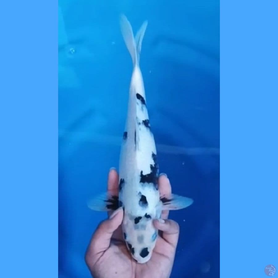 ( 32CM ) SHIRO - FEMALE