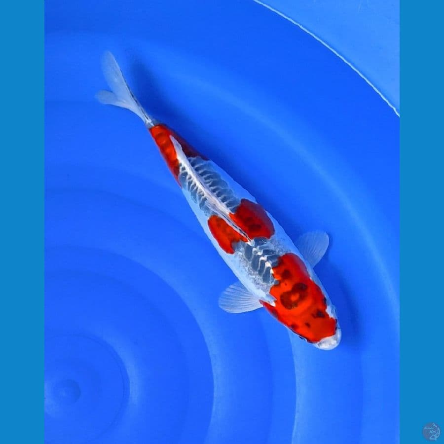 KIKO ORYGINAL 35CM