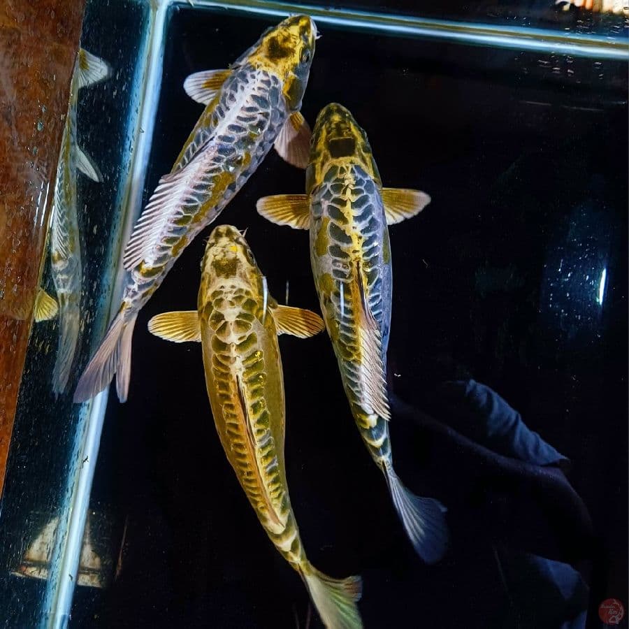 GOLD ARAGOKE ANTIKAN 30_32CM