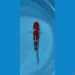 kohaku hq 22