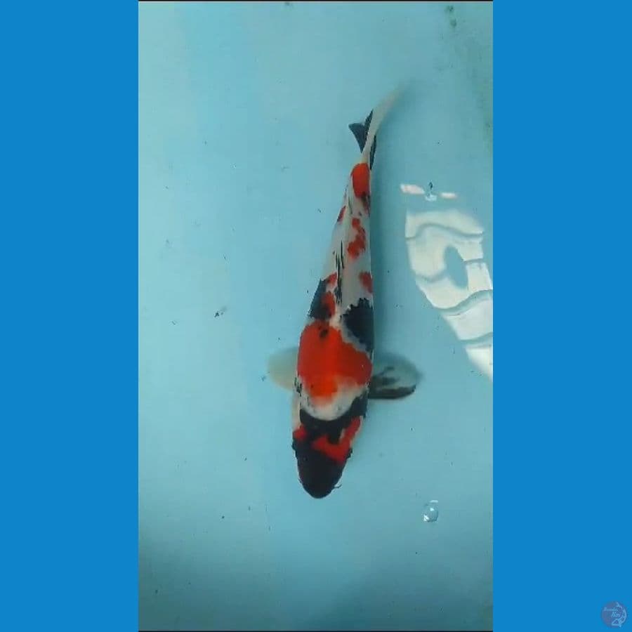 28 cm tanco showa
