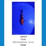 Hi Utsuri SQ 30cm