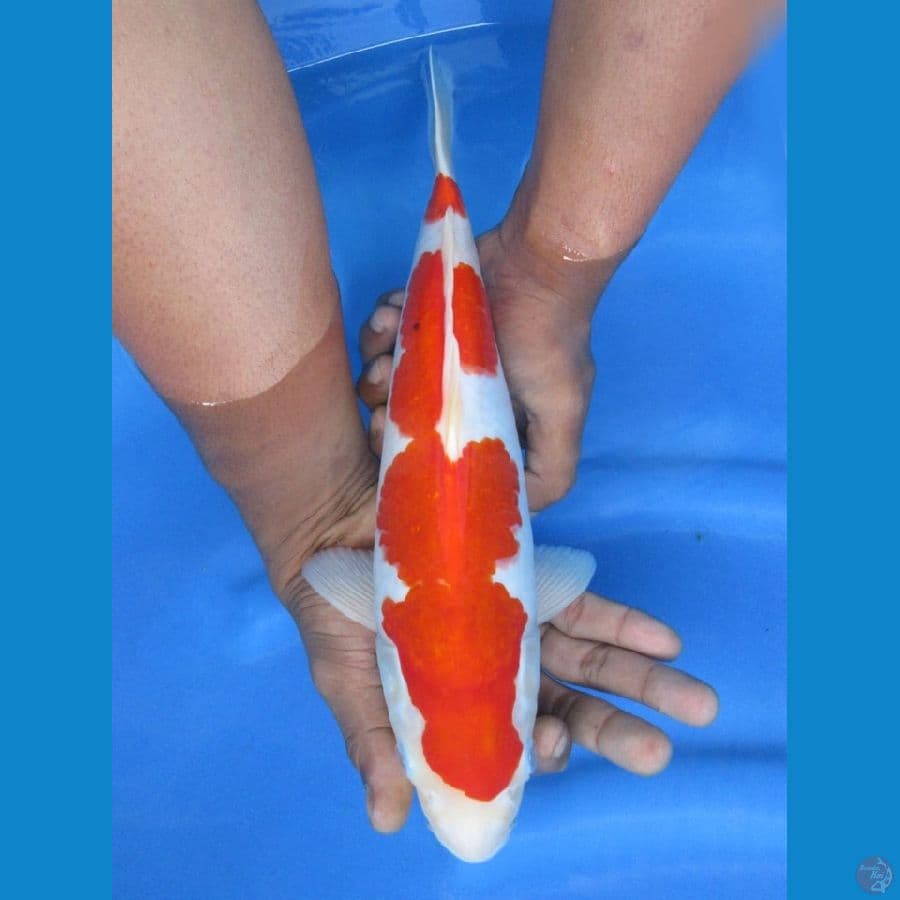 33cm - kohaku 2 step merah