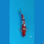KOHAKU (Male 36cm) 