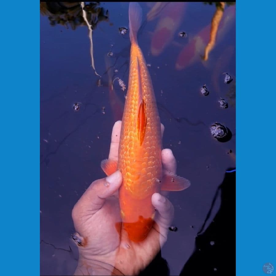 Caramel -+25cm