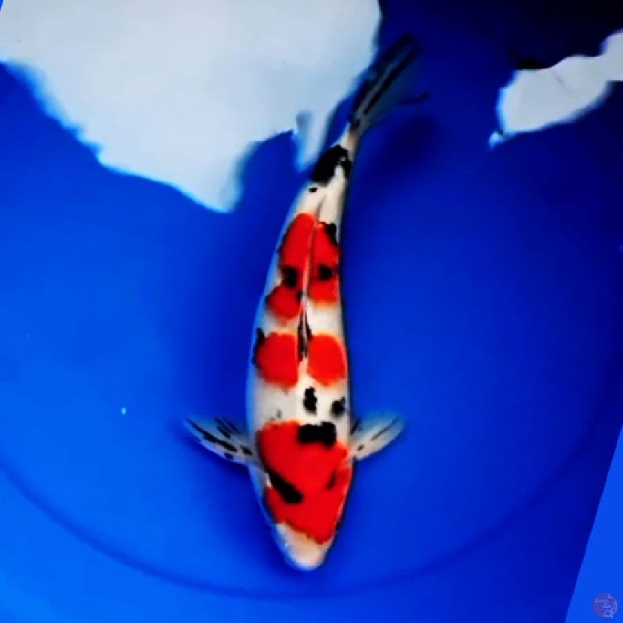 32cm F1 SANDAN SANKE