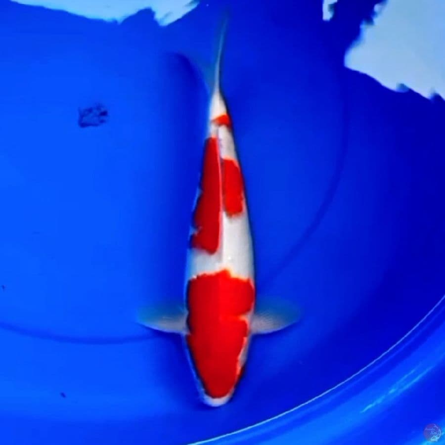 33cm SANDAN KOHAKU SQ