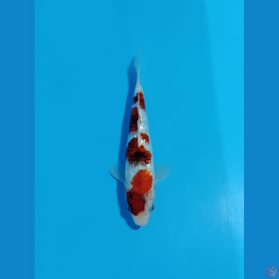 ai goromo gindrin 25cm