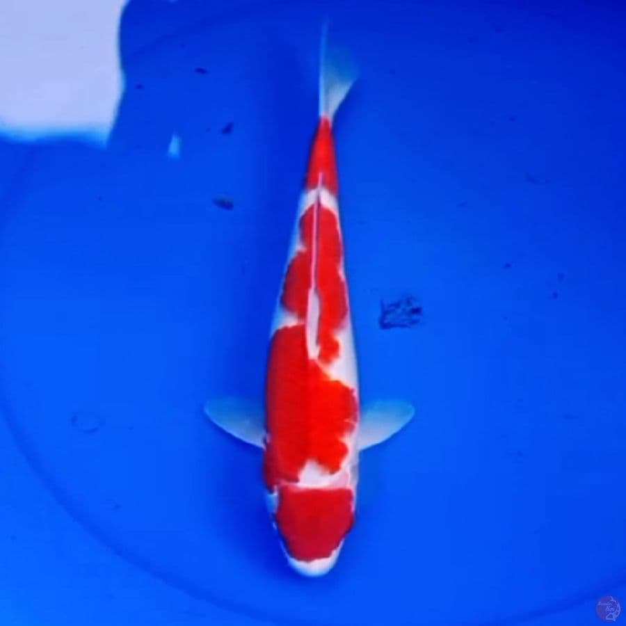 34cm KOHAKU MERAH MERONA 