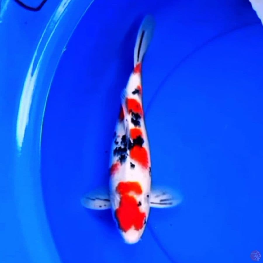 31cm F1 SANKE GOOD QUALITY 